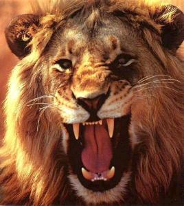 lions-roar-2